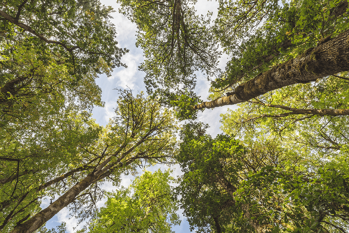 Breathe easy How trees are nature's aircleaning machines